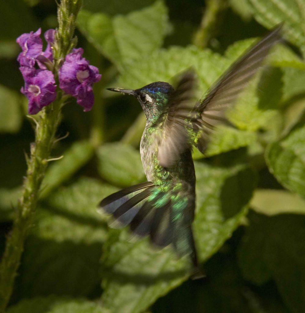 Violet-headed Hummingbird - Owen Deutsch Photography