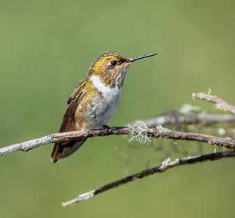 Volcano Hummingbird