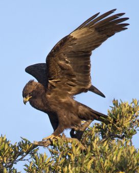 Wahlberg's Eagle
