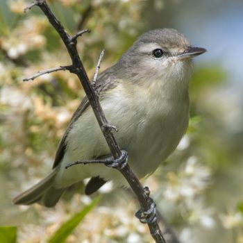 Warbling Vireo - Owen Deutsch Photography