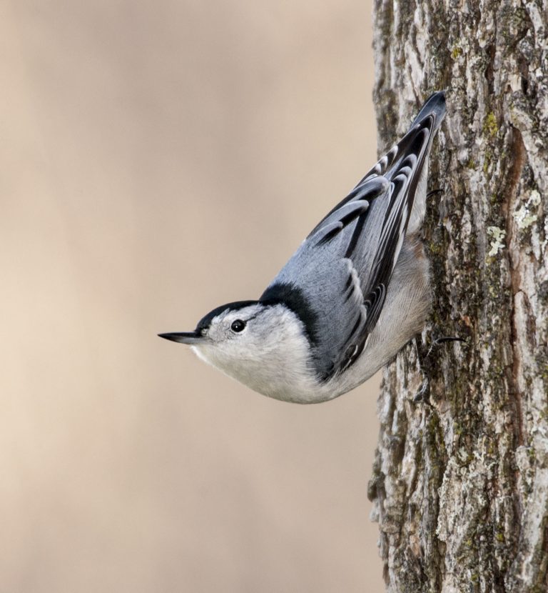 White-breasted Nuthatch - Owen Deutsch Photography