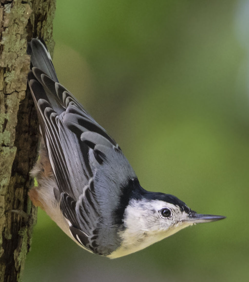 White-breasted Nuthatch - Owen Deutsch Photography