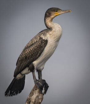 White-breasted Cormorant