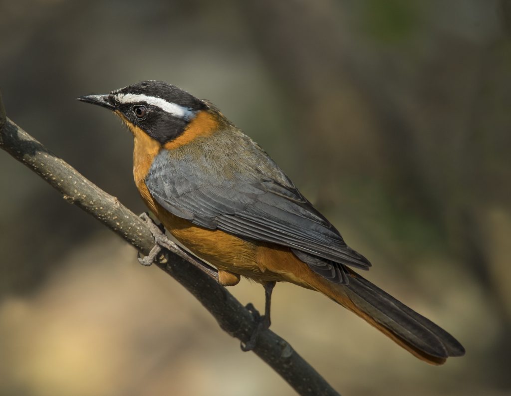 White-browed Robin-chat - Owen Deutsch Photography