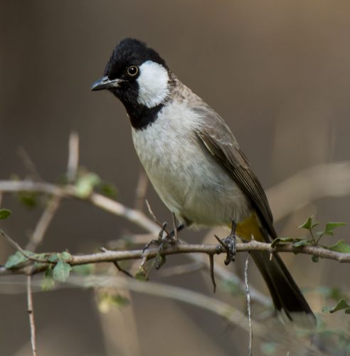 White-eared Bulbul - Owen Deutsch Photography