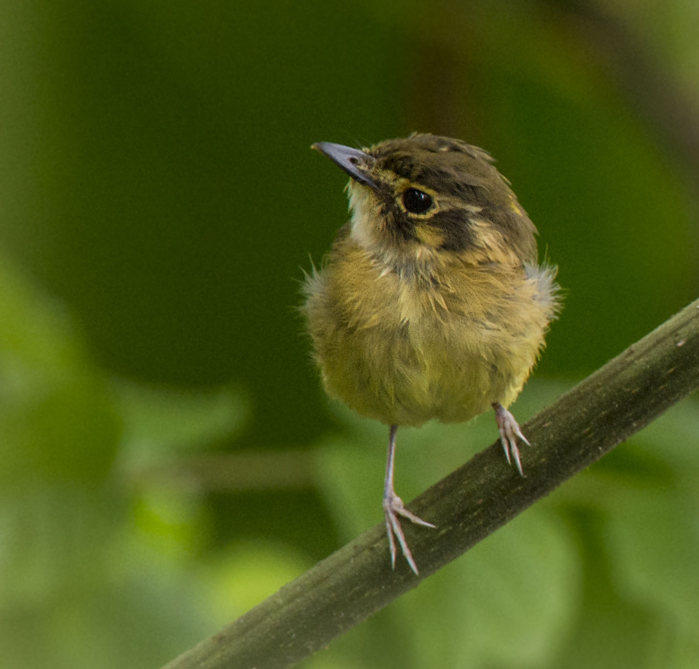 White-throated Spadebill - Owen Deutsch Photography