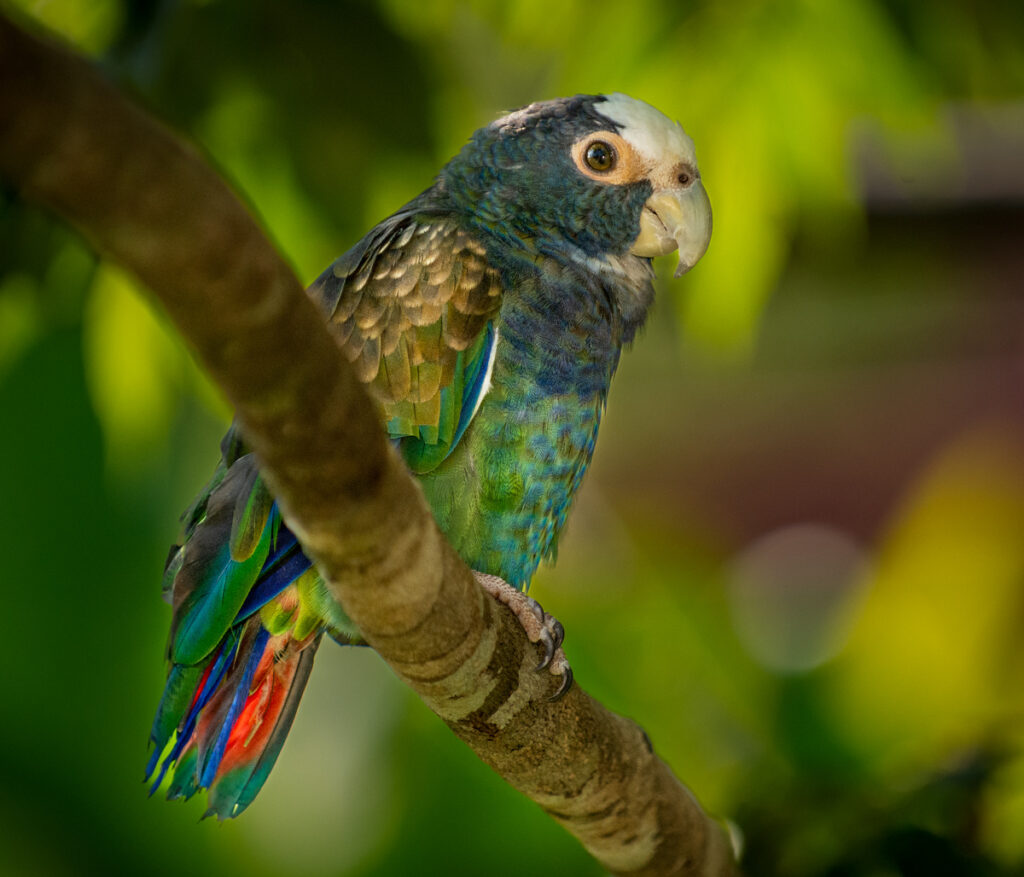 White-crowned Parrot - Owen Deutsch Photography