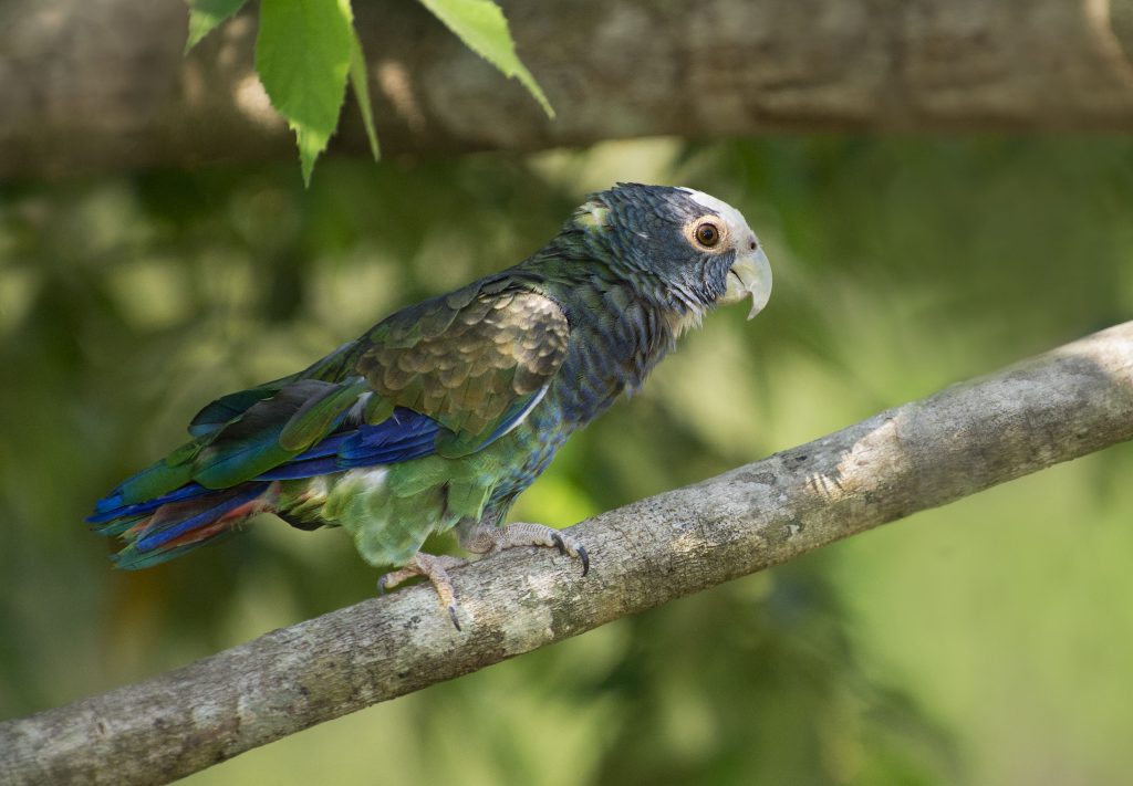 White-crowned Parrot - Owen Deutsch Photography