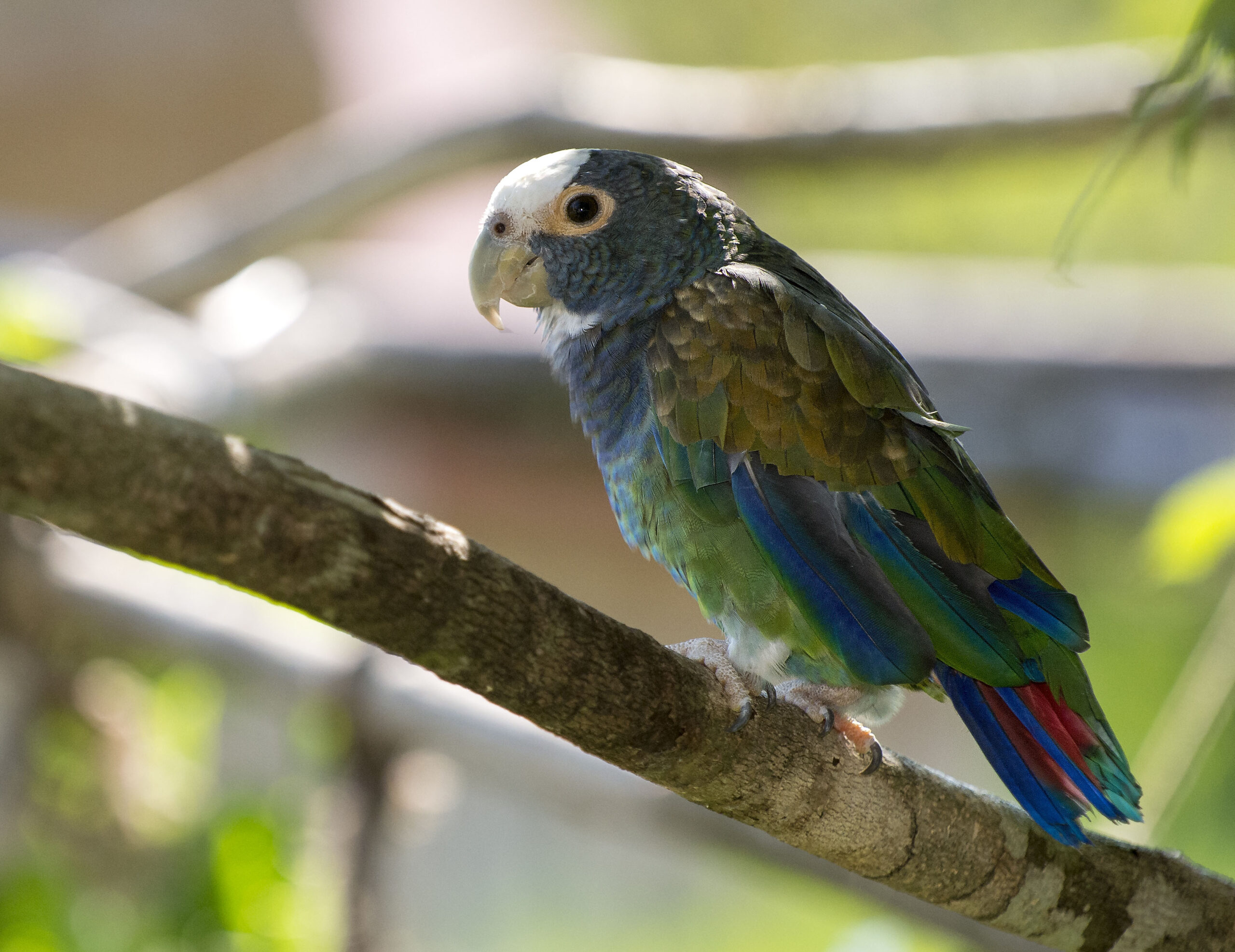 White-crowned Parrot - Owen Deutsch Photography