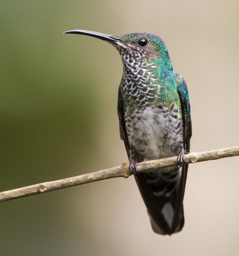 White-necked Jacobin - Owen Deutsch Photography