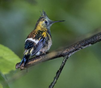 Wire-crested Thorntail