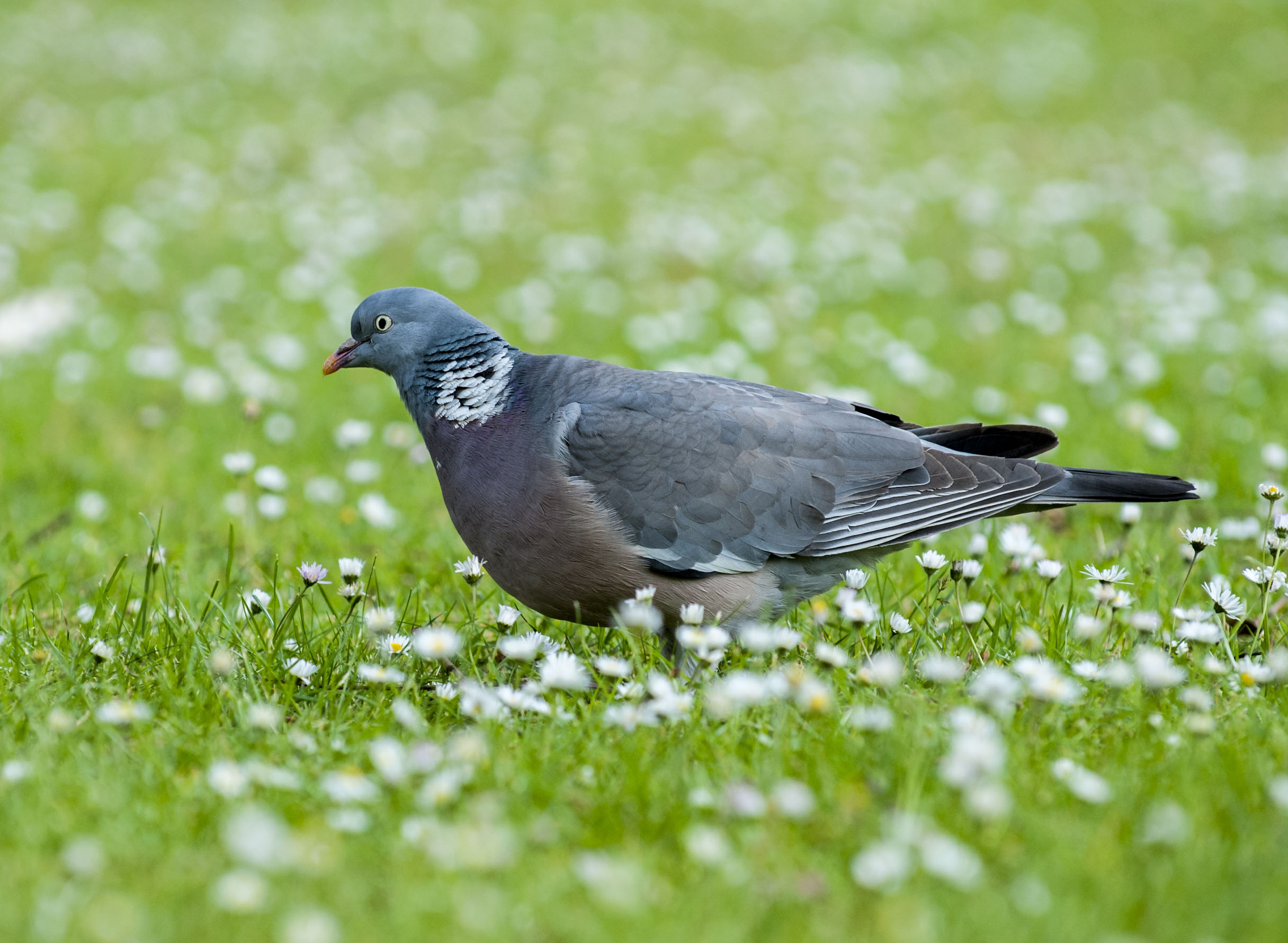 Common Wood Pigeon - Owen Deutsch Photography