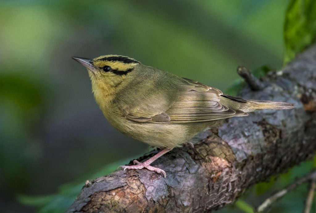 Worm-eating Warbler - Owen Deutsch Photography