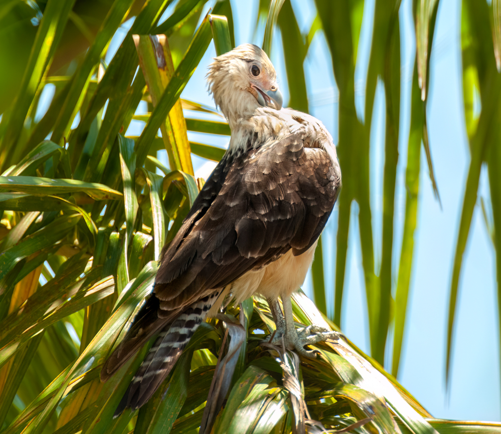 Yellow-headed Caracara