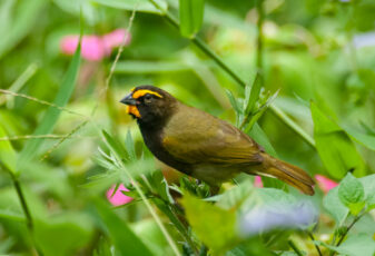 Yellow-faced Grassquit