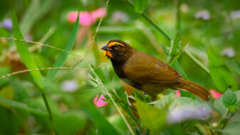 Yellow-faced Grassquit