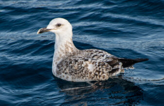 Yellow-legged Gull