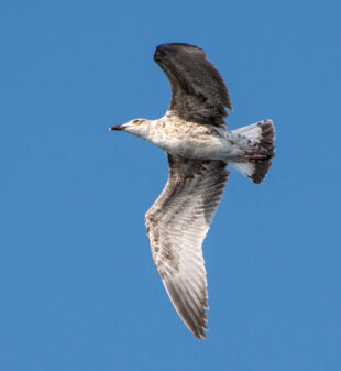 Yellow-legged Gull