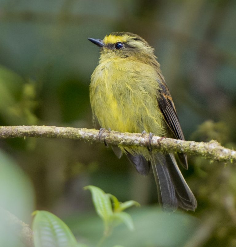 Yellow-bellied Chat-Tyrant - Owen Deutsch Photography