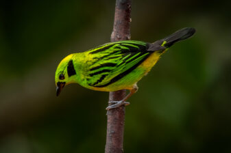 Emerald Tanager