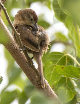 Freckle-breasted Thornbird