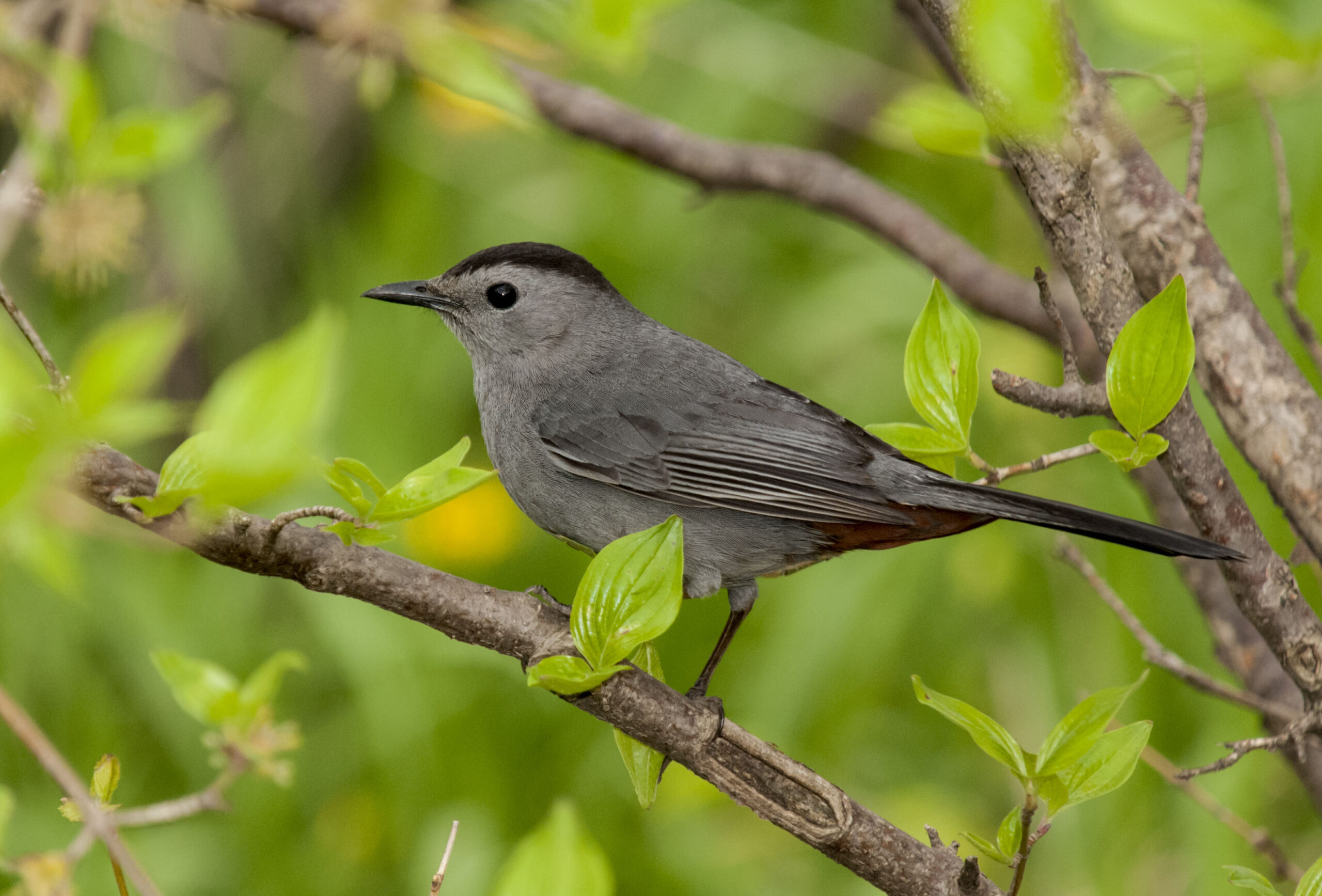 Grey Catbird - Owen Deutsch Photography