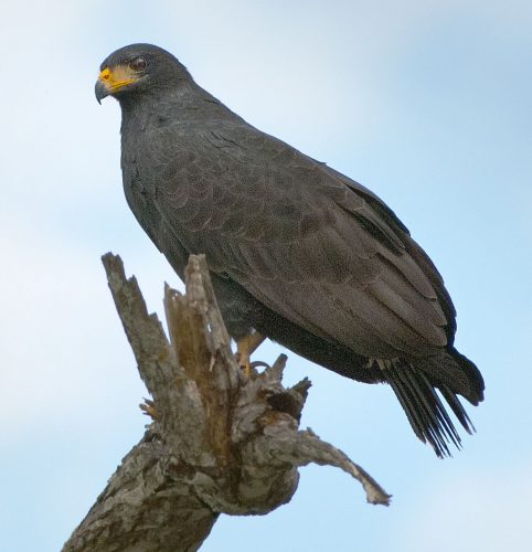 Great Black Hawk - Owen Deutsch Photography