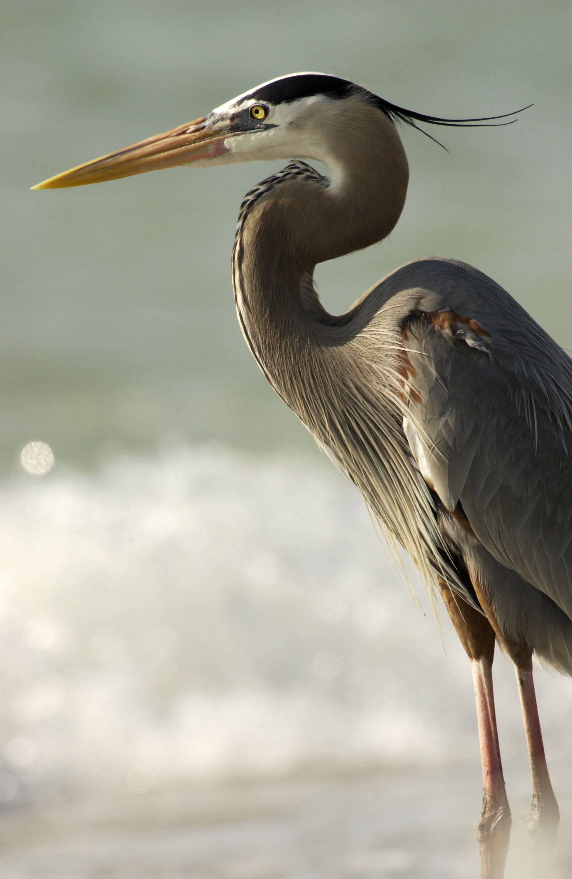 Great Blue Heron - Owen Deutsch Photography