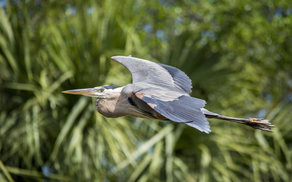 Great Blue Heron - Owen Deutsch Photography