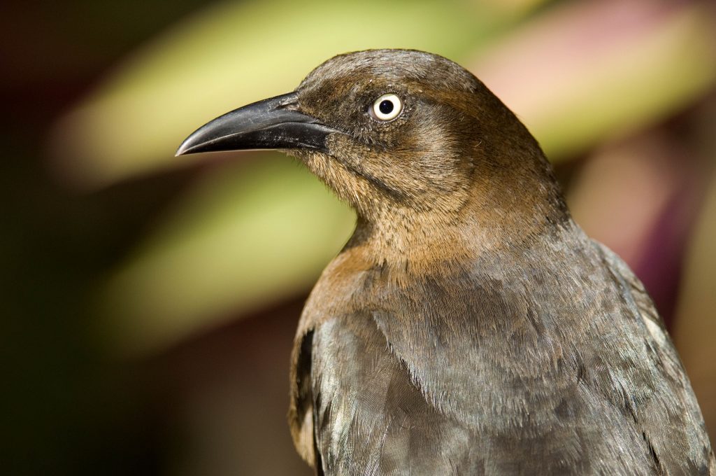 Great-tailed Grackle - Owen Deutsch Photography