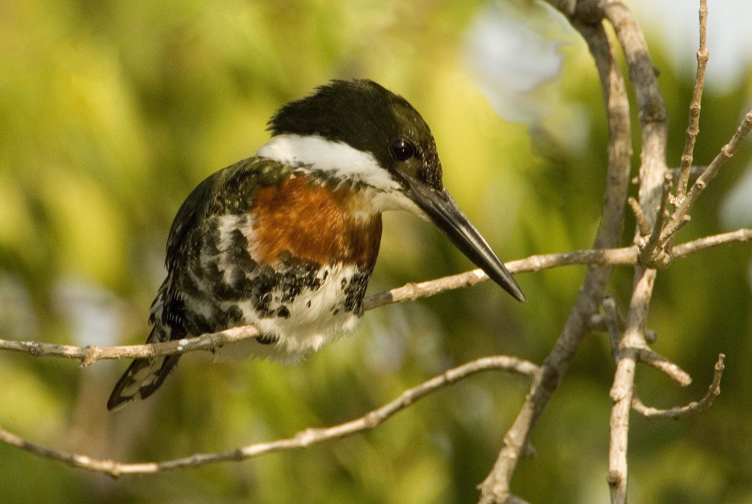 Green Kingfisher - Owen Deutsch Photography