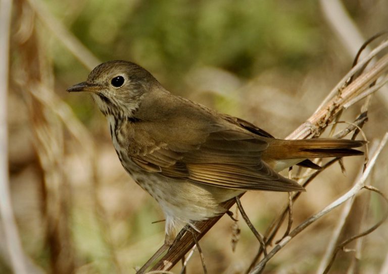 Hermit Thrush - Owen Deutsch Photography