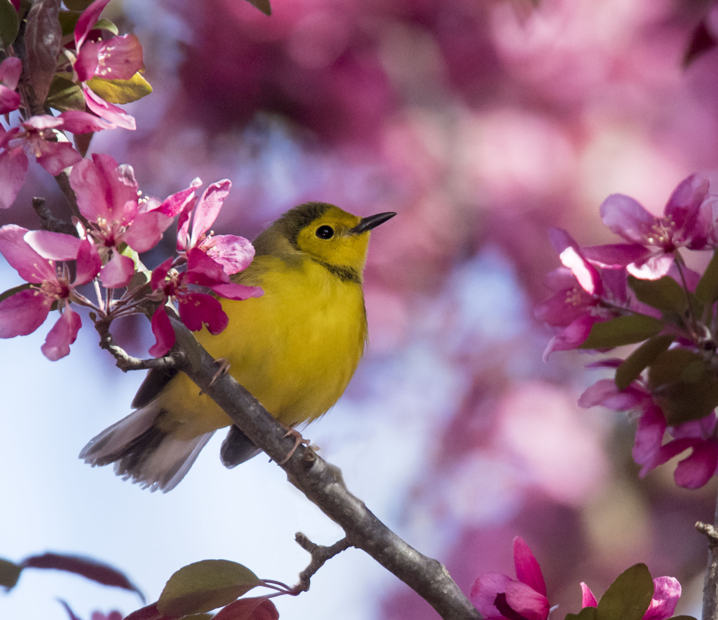 Bringing Back the Birds - Owen Deutsch Photography