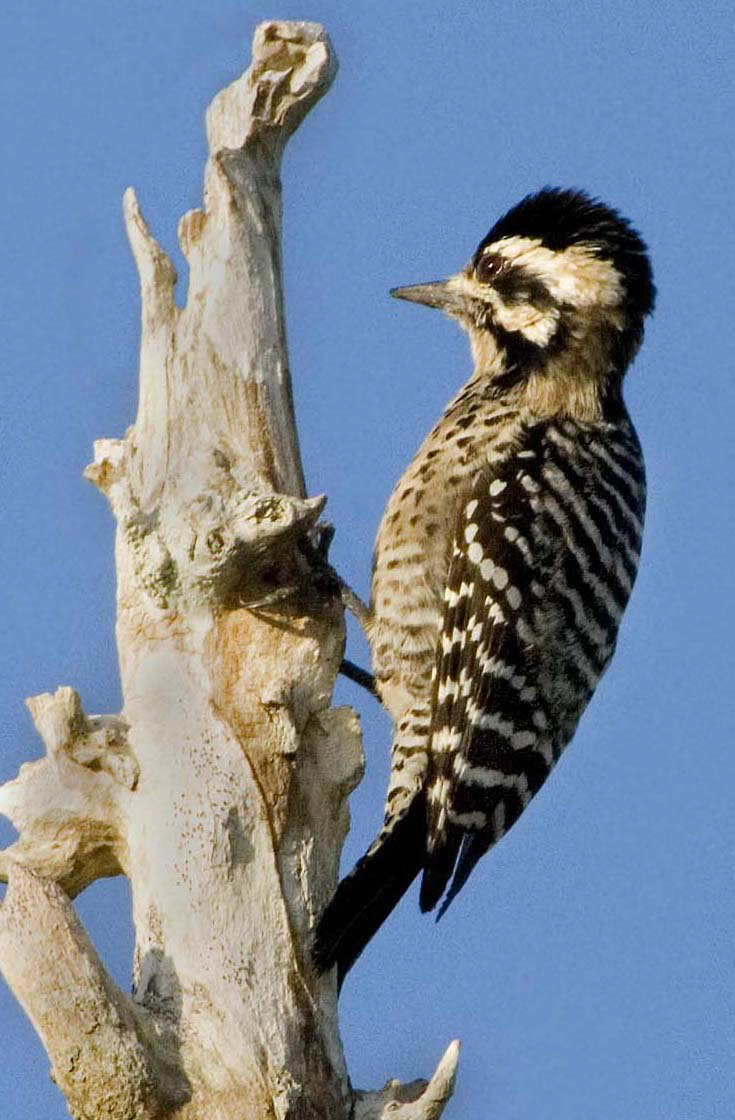 Ladder-backed Woodpecker - Owen Deutsch Photography