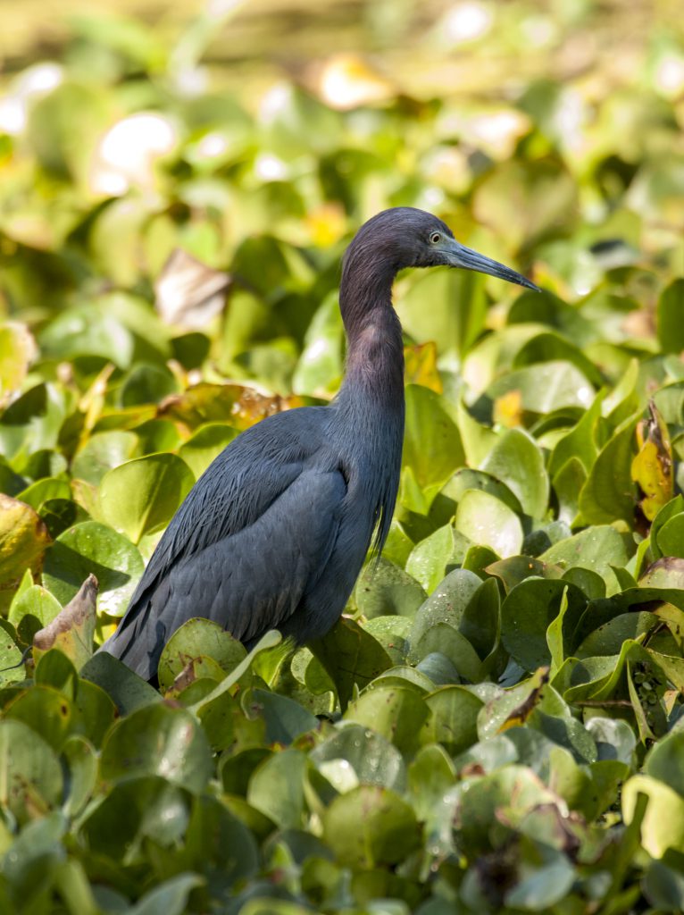 Little Blue Heron - Owen Deutsch Photography