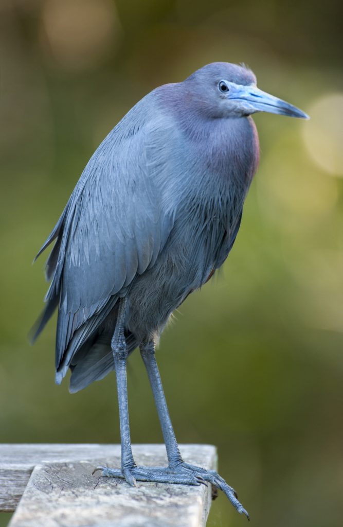 Little Blue Heron - Owen Deutsch Photography