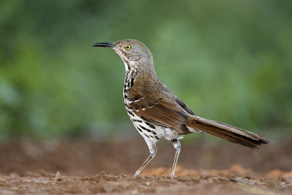 Long-billed Thrasher - Owen Deutsch Photography