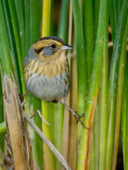 Nelson's Sharp-tailed Sparrow