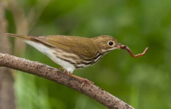 Ovenbird