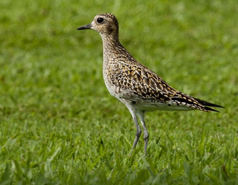 Kōlea (Pacific Golden Plover) - Owen Deutsch Photography