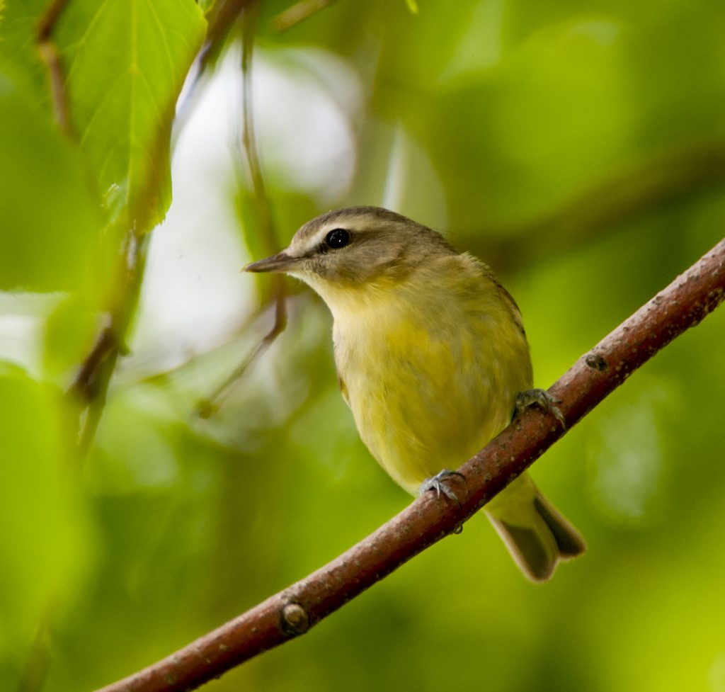 Philadelphia Vireo - Owen Deutsch Photography