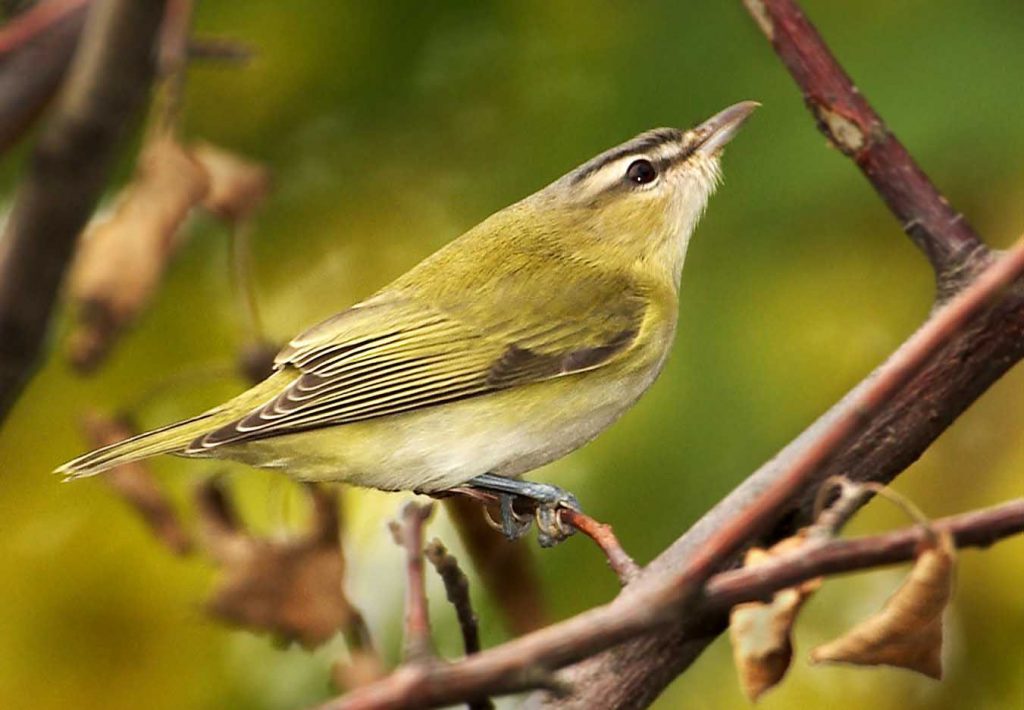 Why Is It Called A Red Eyed Vireo