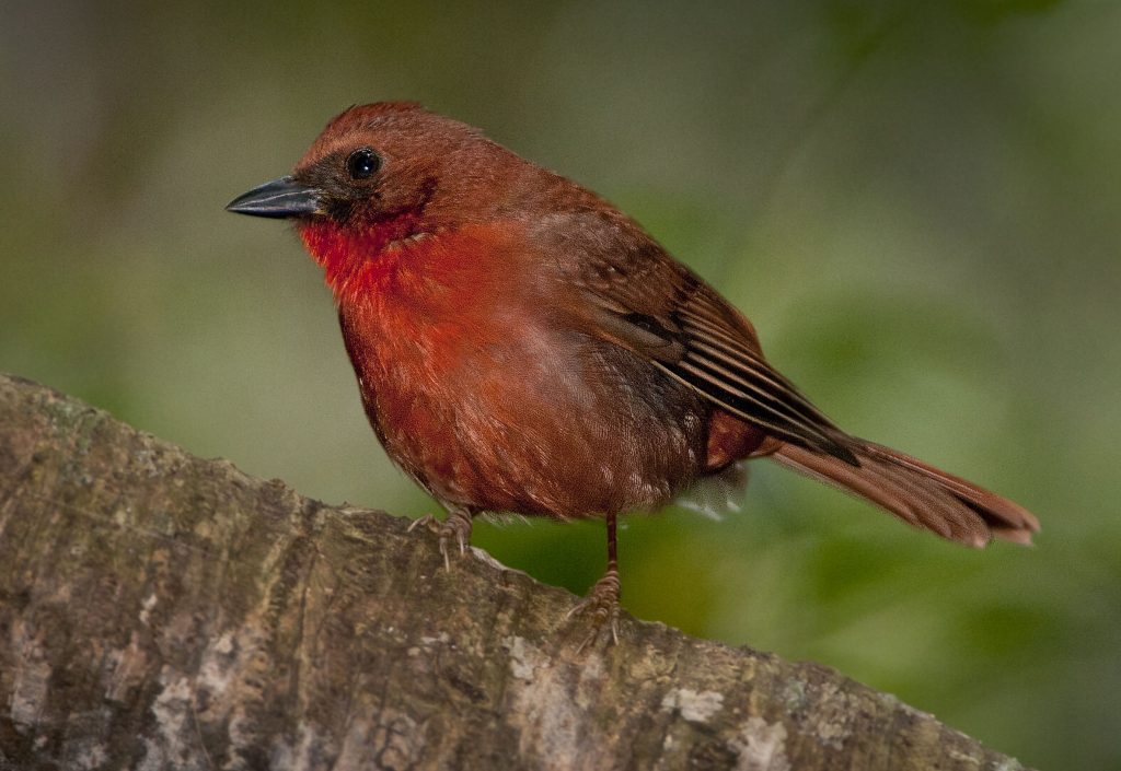 Red-throated Ant Tanager - Owen Deutsch Photography