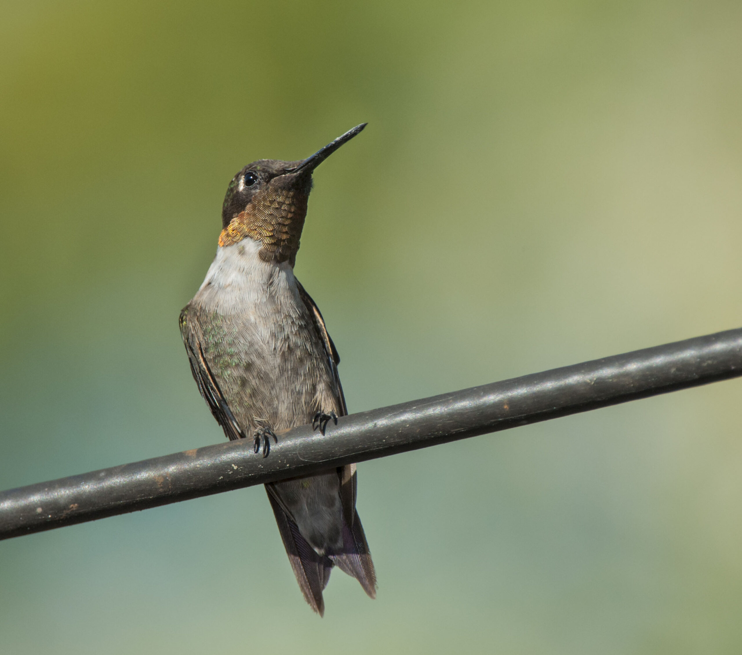 Ruby Throated Hummingbird | Indiana Dunes | Chicago Photography