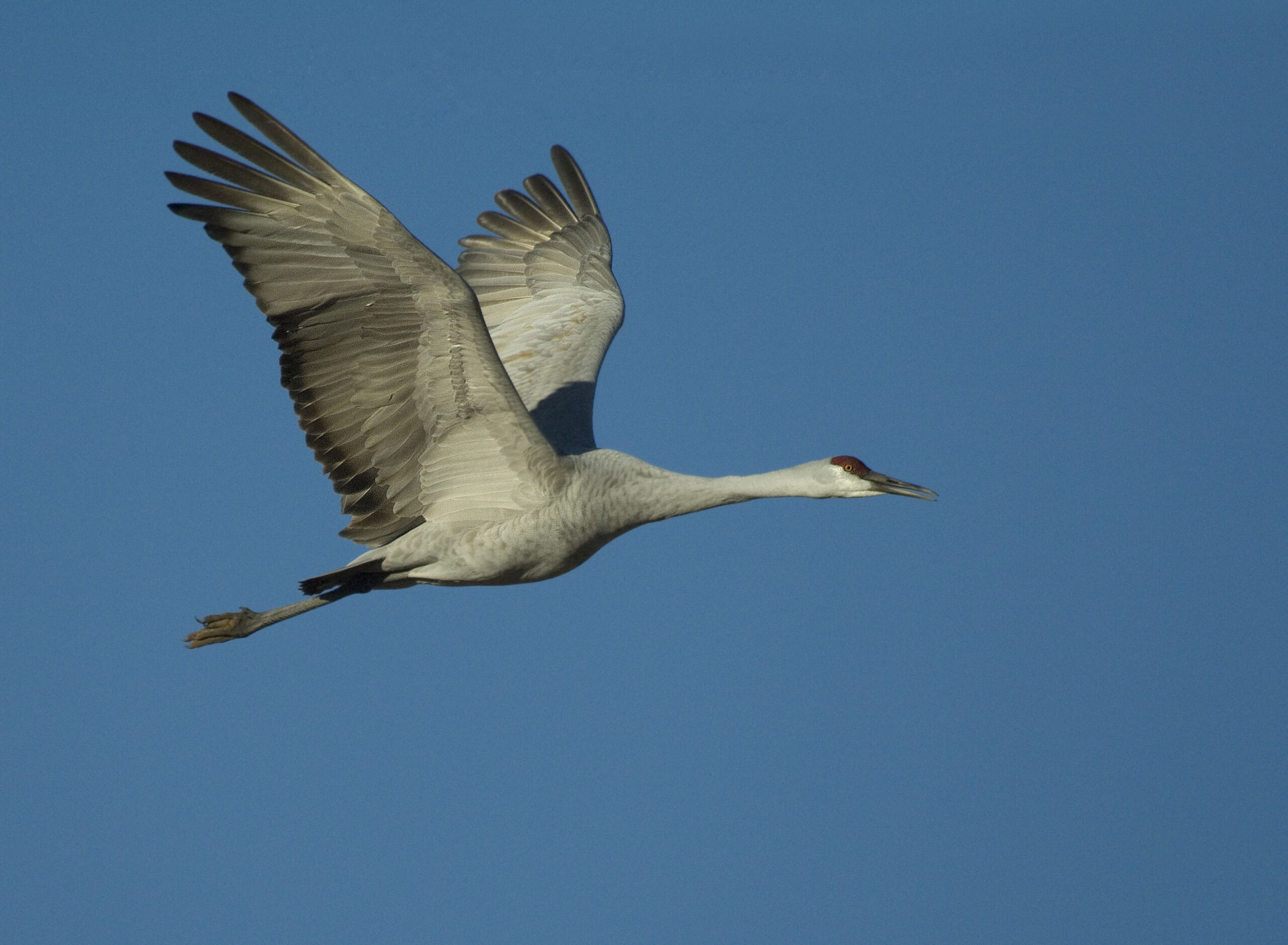 Sandhill Crane - Owen Deutsch Photography