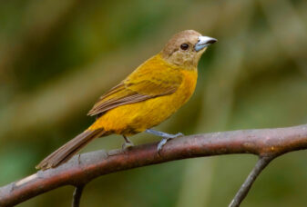 Scarlet-rumped Tanager