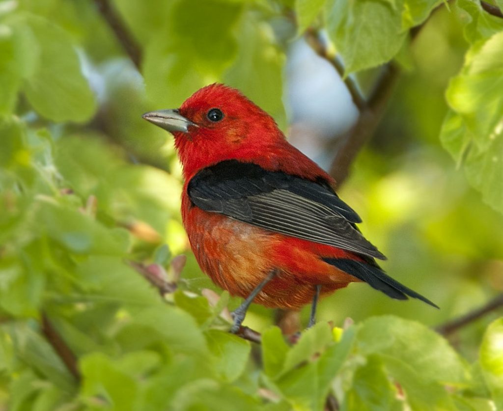 Scarlet Tanager Owen Deutsch Photography