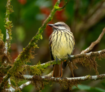 Sulphur-bellied Flycatcher