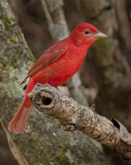 Summer Tanager