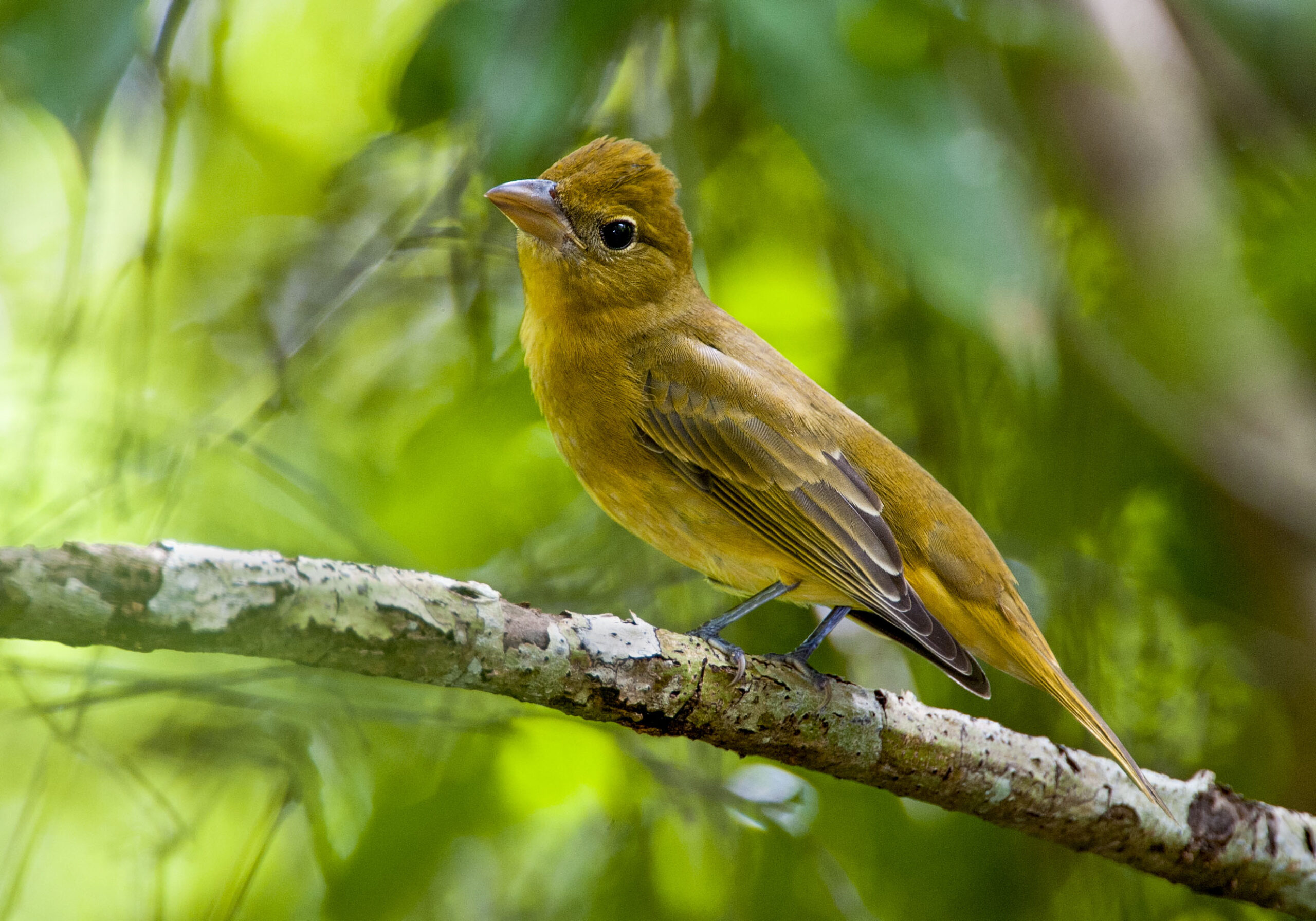 Summer Tanager - Owen Deutsch Photography